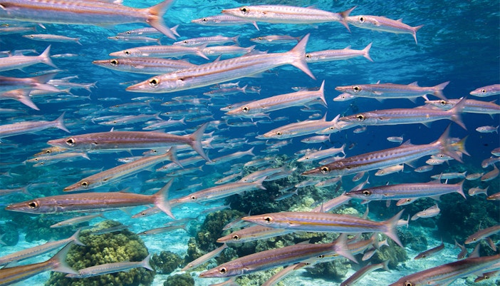 School of barracudas swimming over a shallow coral reef.