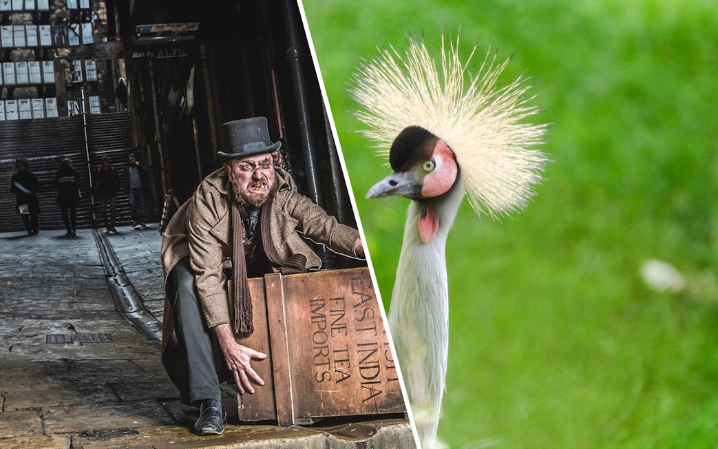Burke and Hare exhibit at Edinburgh Dungeon and East African crowned crane at Edinburgh Zoo.