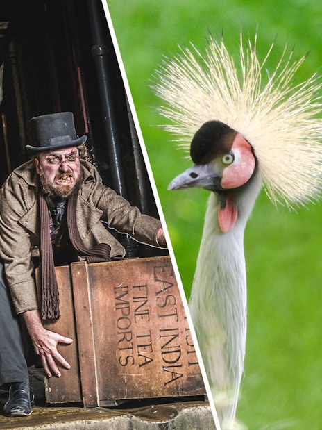 Burke and Hare exhibit at Edinburgh Dungeon and East African crowned crane at Edinburgh Zoo.