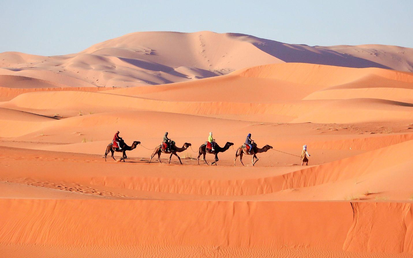 Camel trek across Merzouga dunes in Morocco desert.