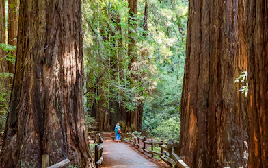 Pathway through towering redwoods in Muir Woods, part of Alcatraz Tour with Sausalito.