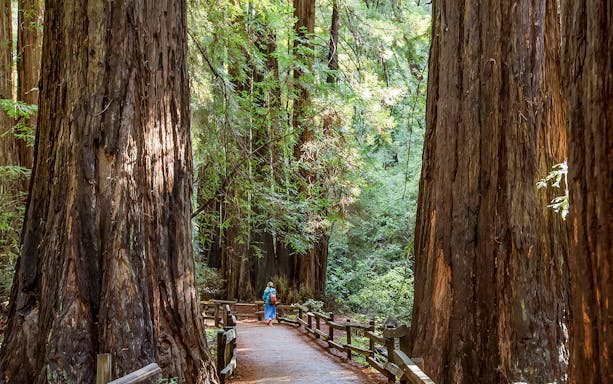 Pathway through towering redwoods in Muir Woods, part of Alcatraz Tour with Sausalito.