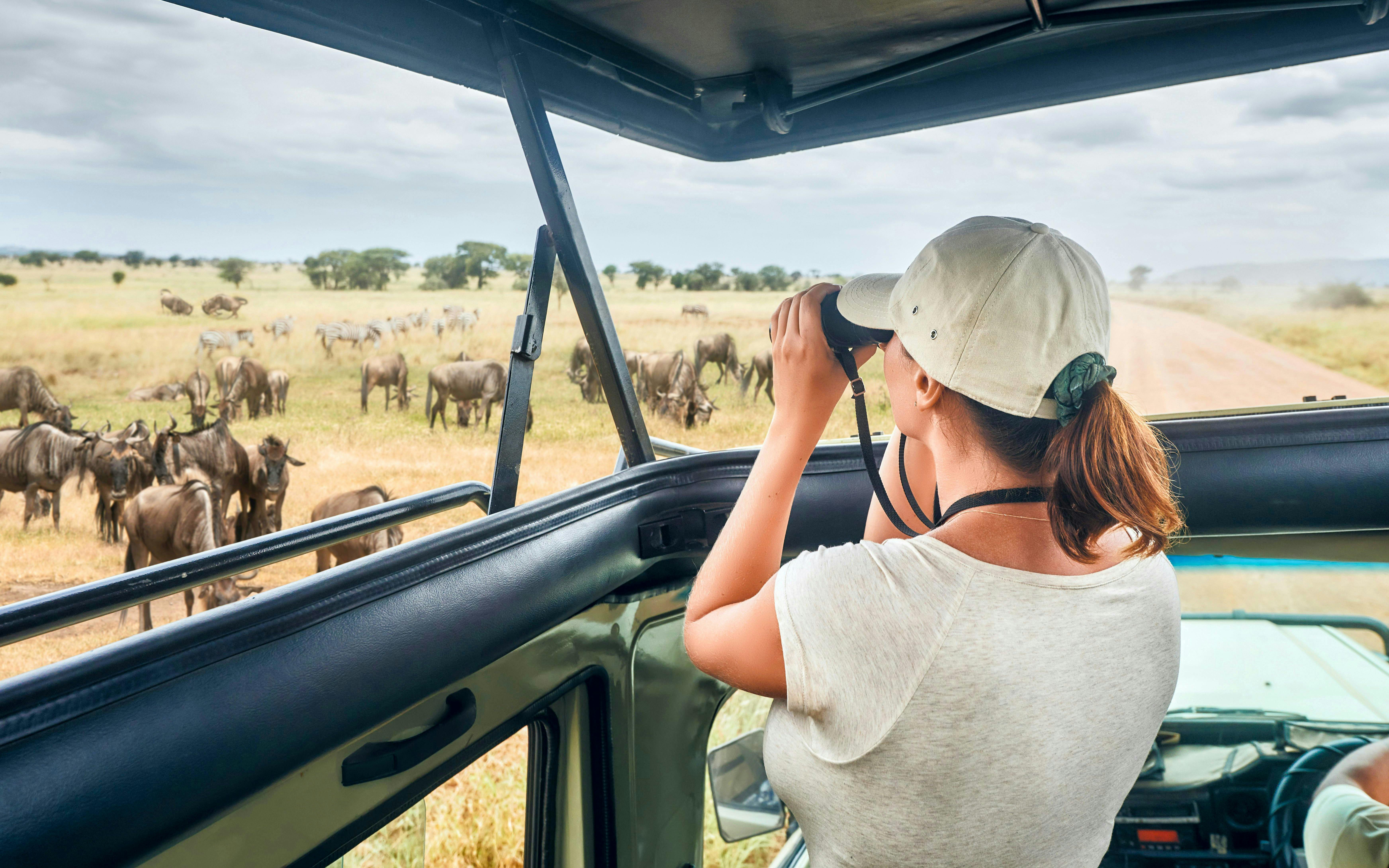 Woman observing wildebeest and zebras from open-roof safari vehicle in African savanna.