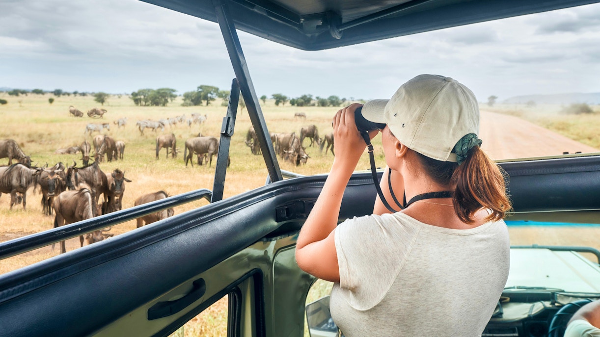 Woman observing wildebeest and zebras from open-roof safari vehicle in African savanna.