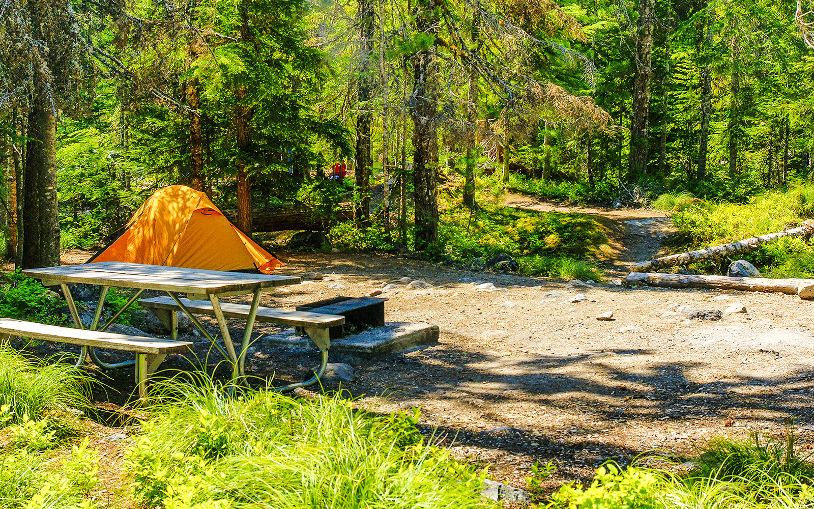Forest campground with tents and picnic tables surrounded by tall trees, ideal for nature retreats.