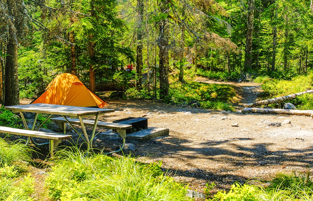 Forest campground with tents and picnic tables surrounded by tall trees, ideal for nature retreats.