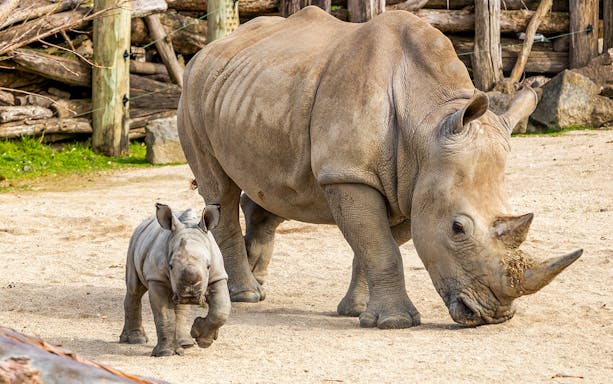 Rhino and calf at Auckland Zoo enclosure.