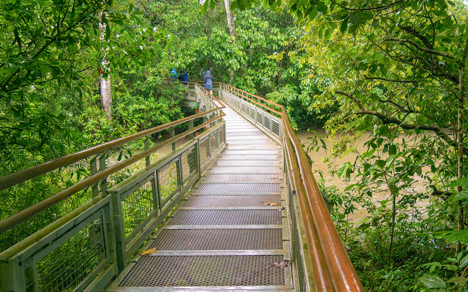Iguazu river seen from Green Trail Iguazu falls Tropica forest Argentina