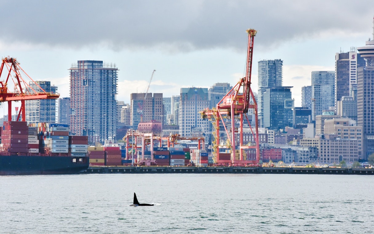 Orca whale swimming near Port of Vancouver with city skyline in background.