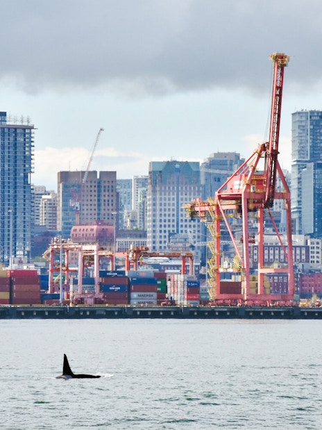 Orca whale swimming near Port of Vancouver with city skyline in background.