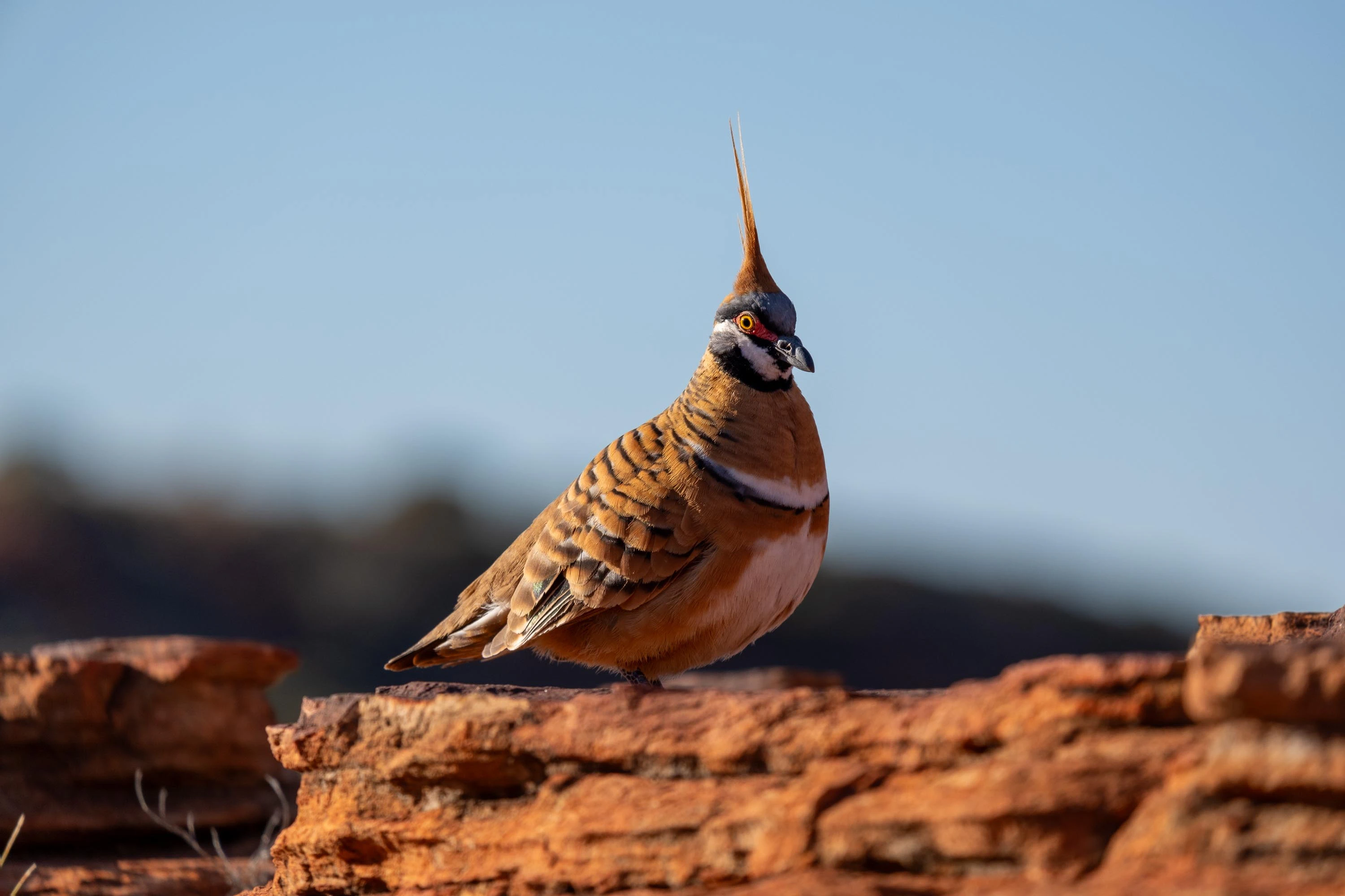 Spinifex pigeon on red rock in Uluru, Central Australia.
