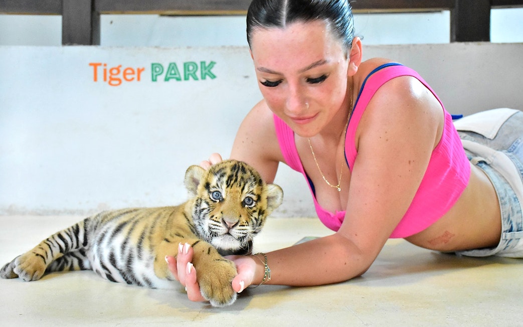 Person interacting with a tiger cub at Tiger Park Pattaya.