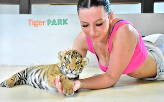 Person interacting with a tiger cub at Tiger Park Pattaya.