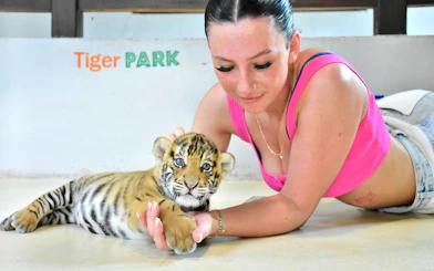 Person interacting with a tiger cub at Tiger Park Pattaya.