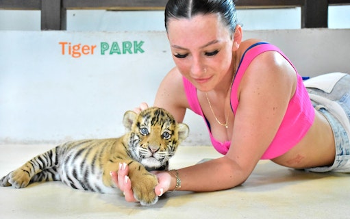 Person interacting with a tiger cub at Tiger Park Pattaya.