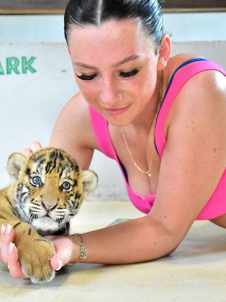 Person interacting with a tiger cub at Tiger Park Pattaya.