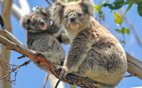 guided tour of healesville sanctuary & phillip island wildlife park with transfers-1