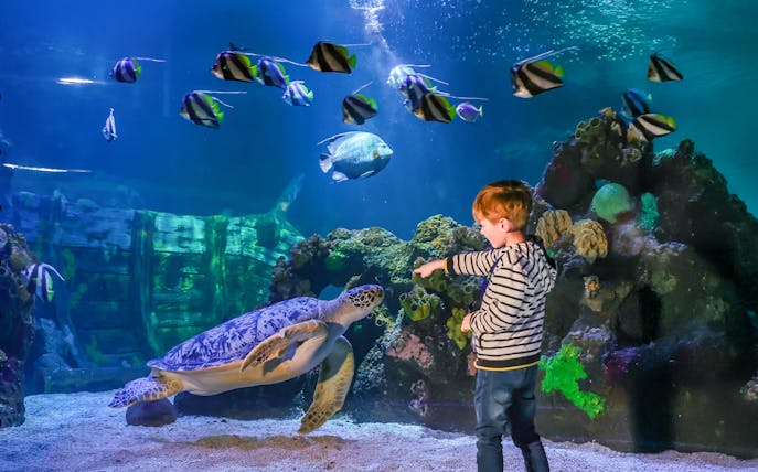 Child pointing at a giant sea turtle in Sea Life Timmendorfer Strand aquarium.