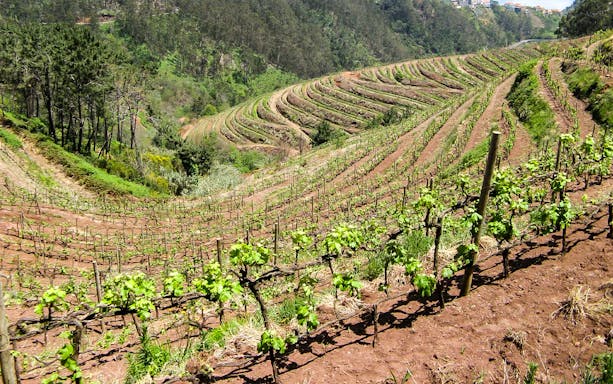 Vineyard with lush grapevines on terraced hills, ideal for wine tasting tour.