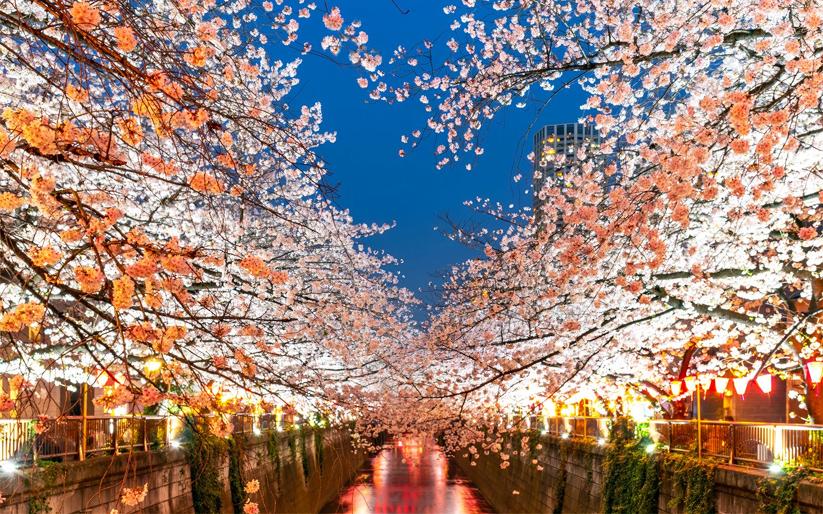 Cherry blossoms over Meguro River in Tokyo during sakura season.