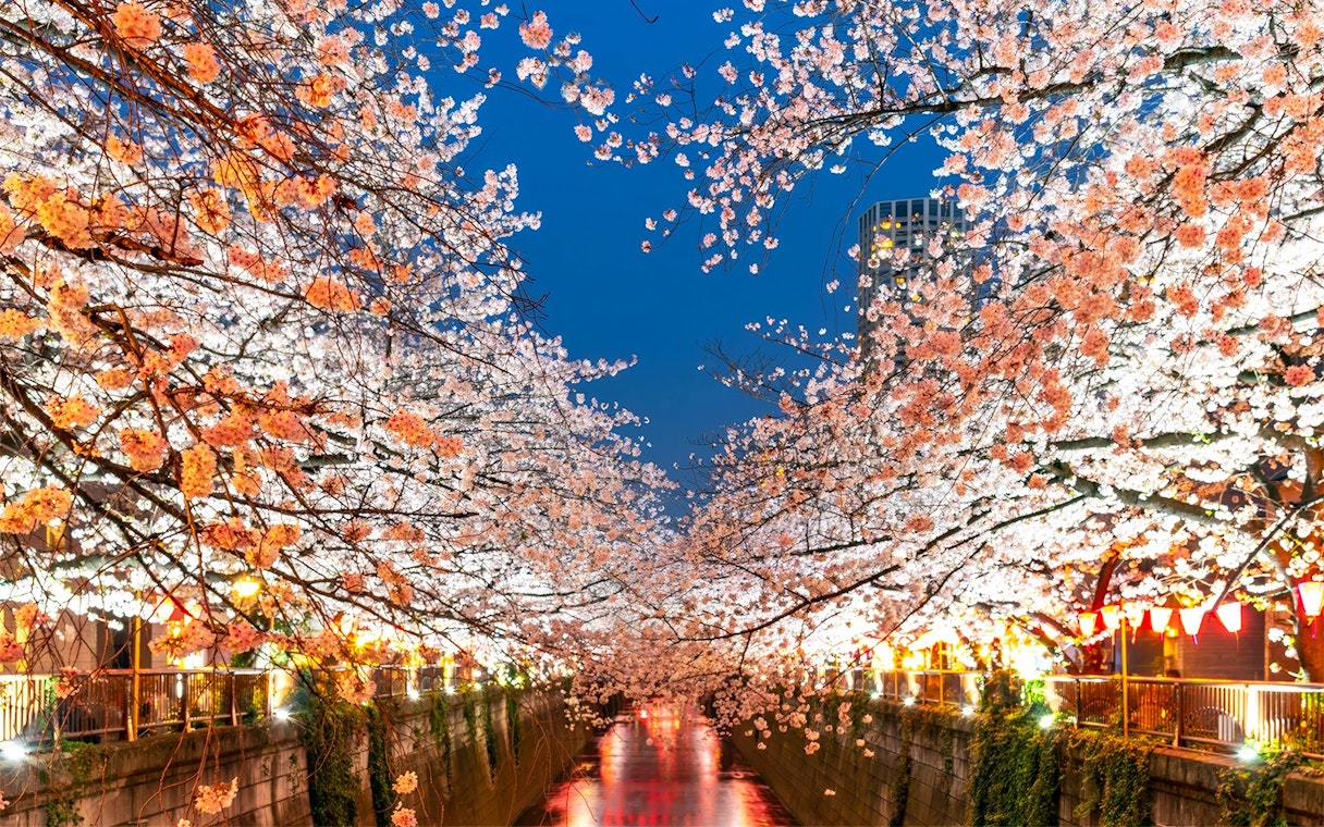Cherry blossoms over Meguro River in Tokyo during sakura season.