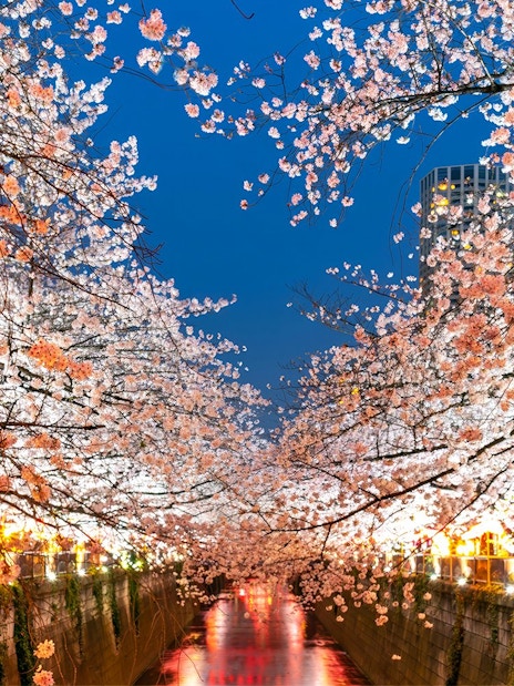 Cherry blossoms over Meguro River in Tokyo during sakura season.