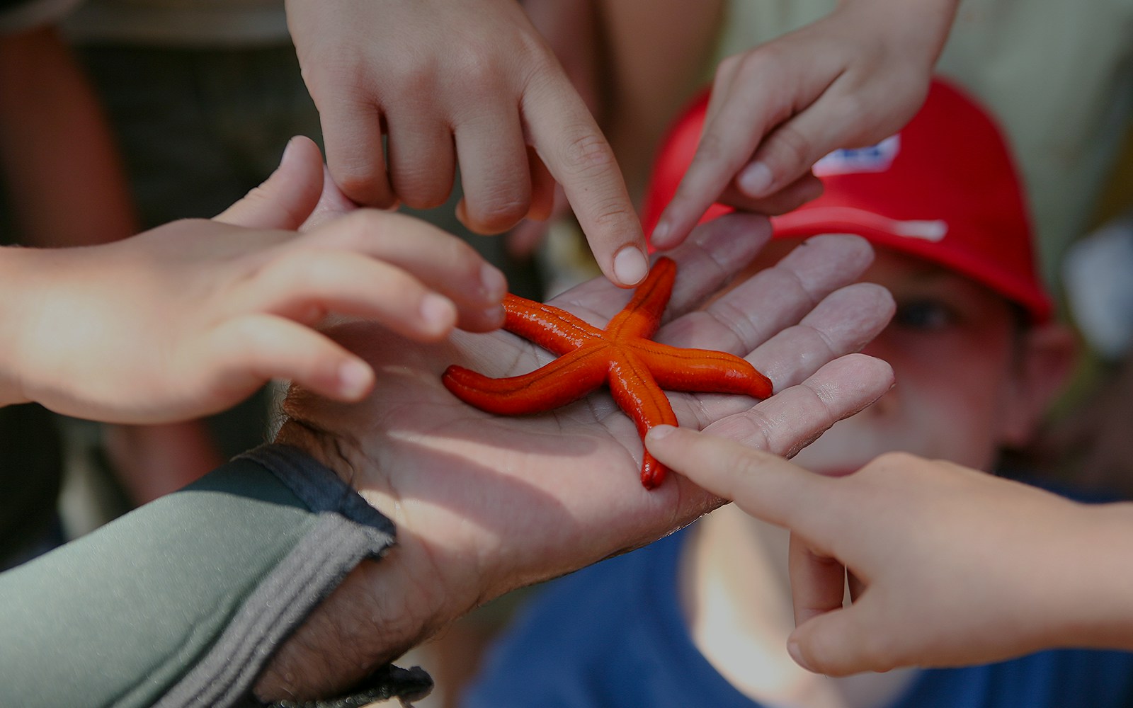 Hands of people touching a starfish during a marine life tour.