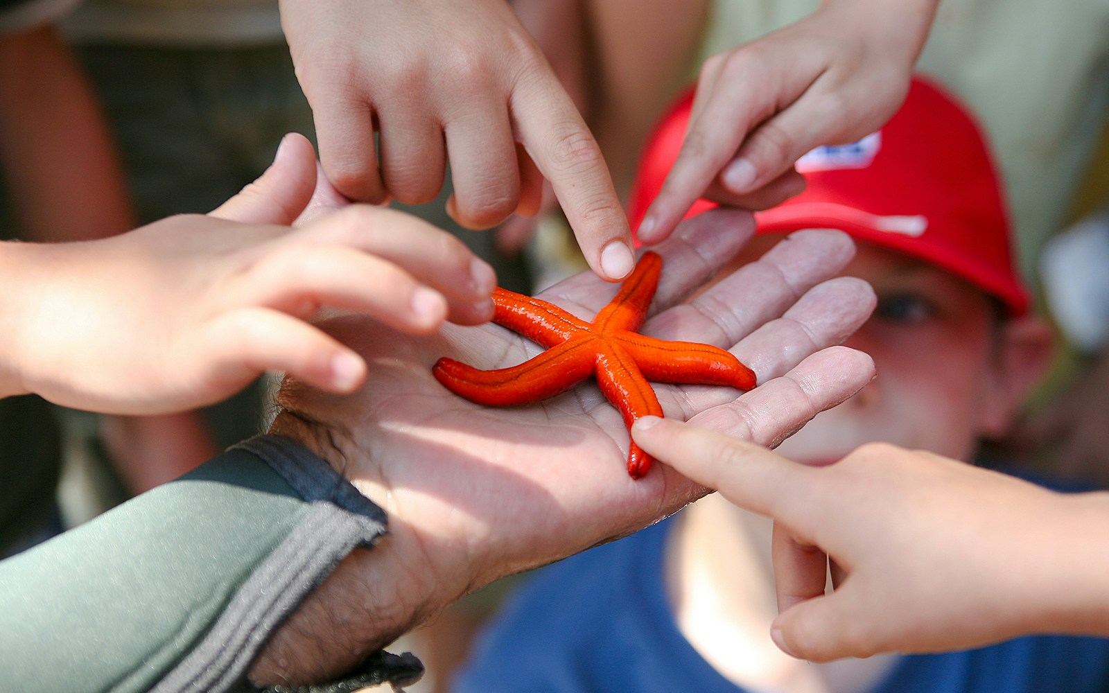 Starfish at Aquarium of the Bay