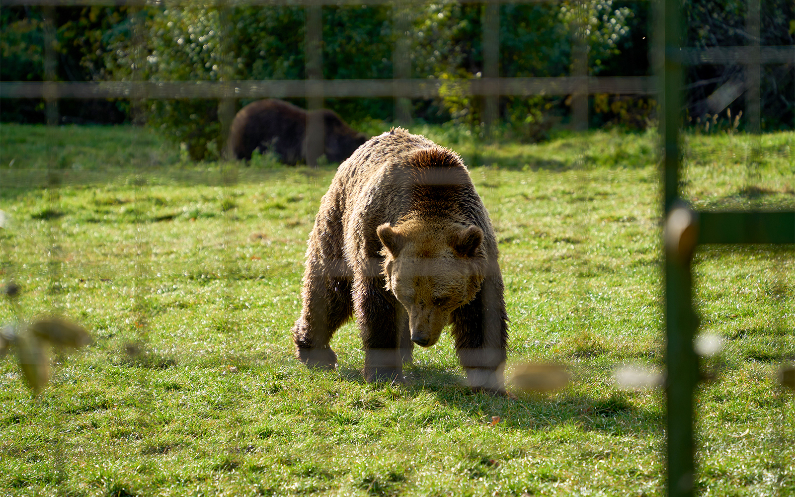 Brown bear walking in Zărnești Sanctuary, Transylvania, Romania.