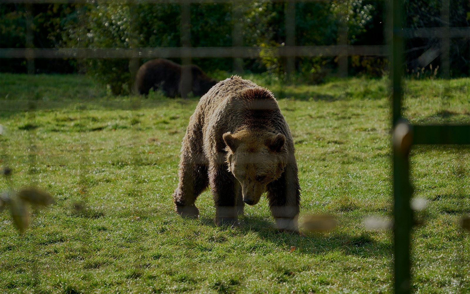 Brown bear walking in Zărnești Sanctuary, Transylvania, Romania.