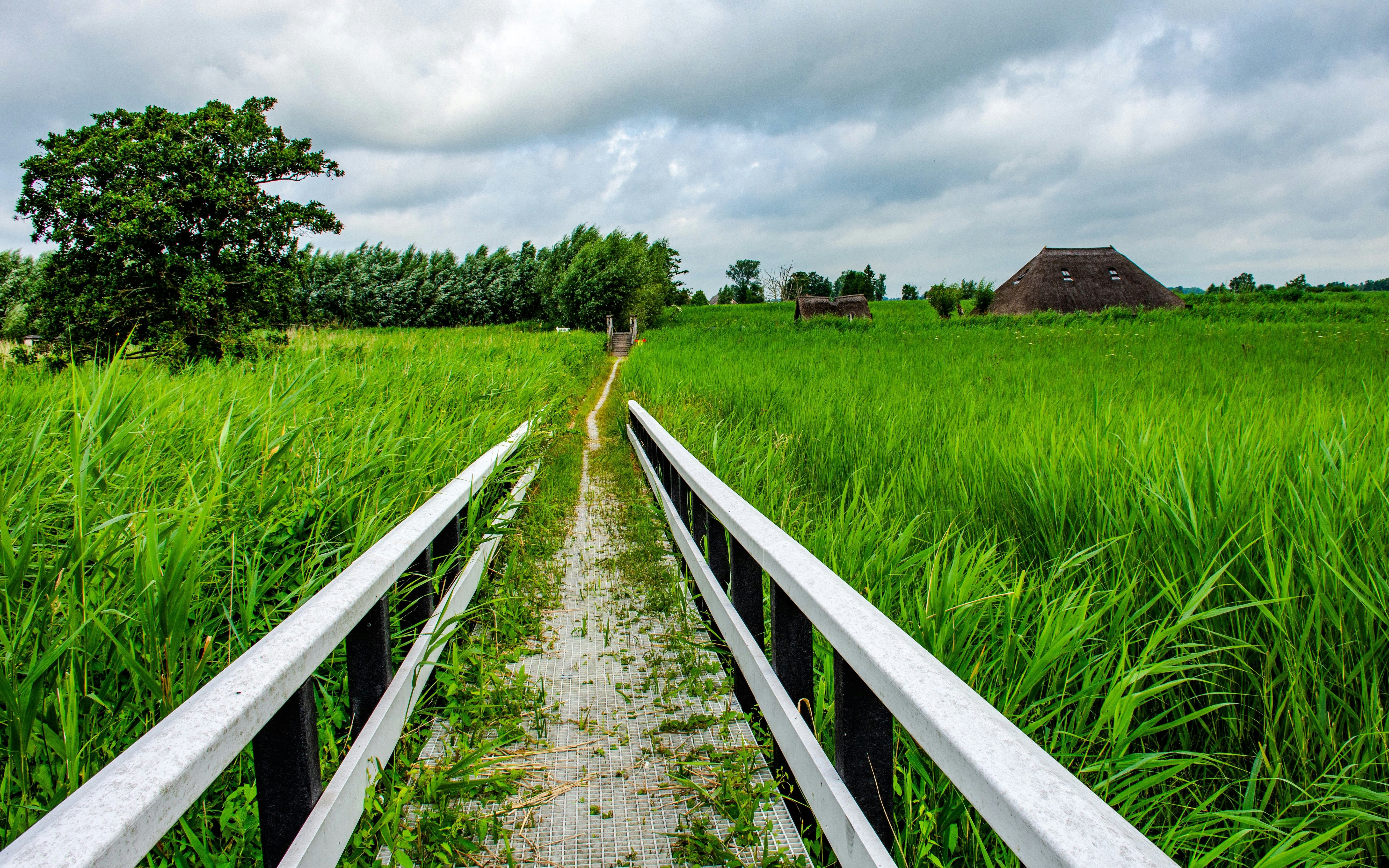 Pathway through Weerribben reed beds in Giethoorn with thatched-roof house in the background.