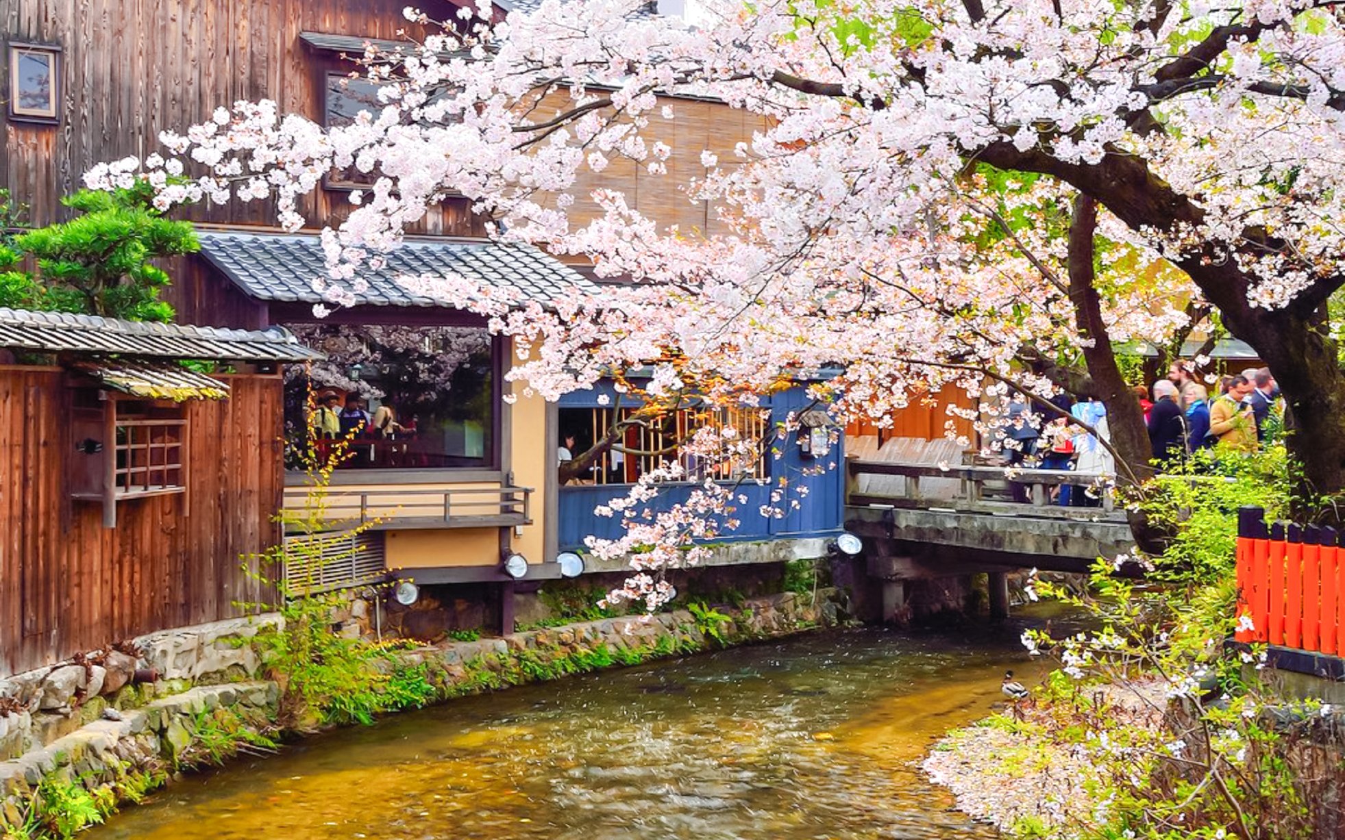 Shirakawa River with cherry blossoms in Gion district, Kyoto, Japan.