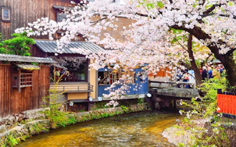 Shirakawa River with cherry blossoms in Gion district, Kyoto, Japan.