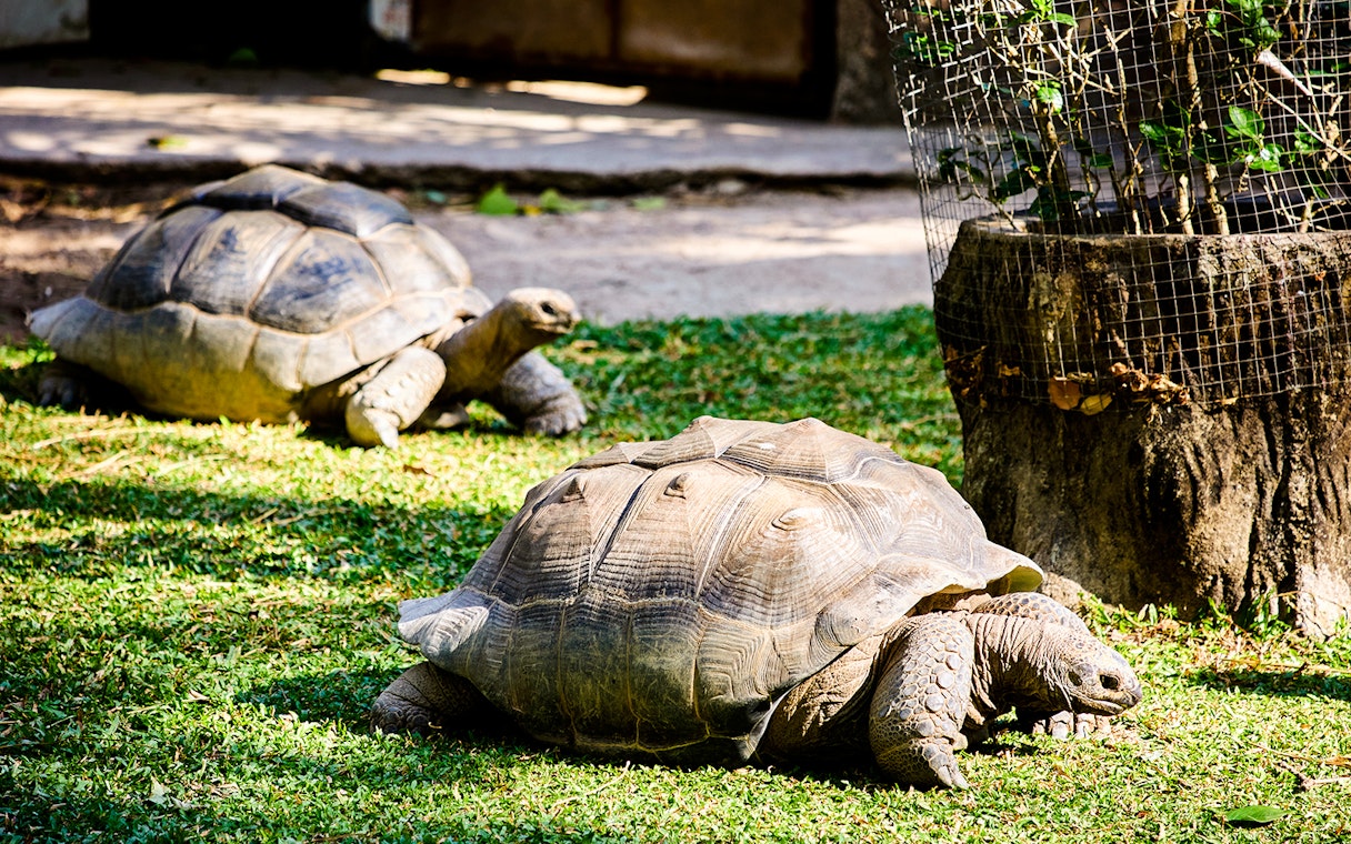 Two large turtles in a zoo enclosure on grass.