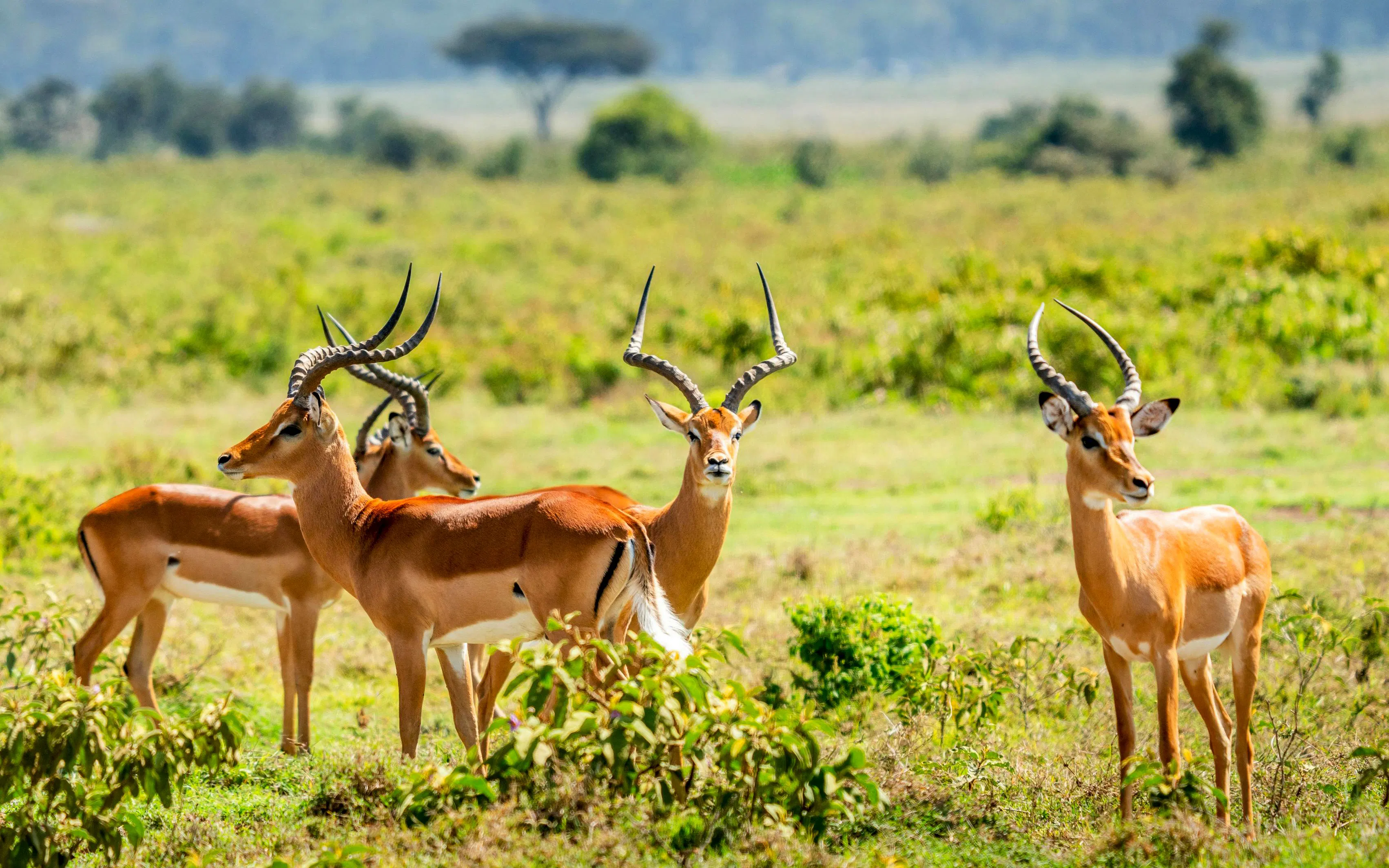 Impala herd grazing in Maasai Mara, Kenya.
