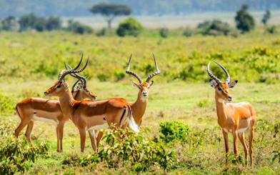 Impala herd grazing in Maasai Mara, Kenya.