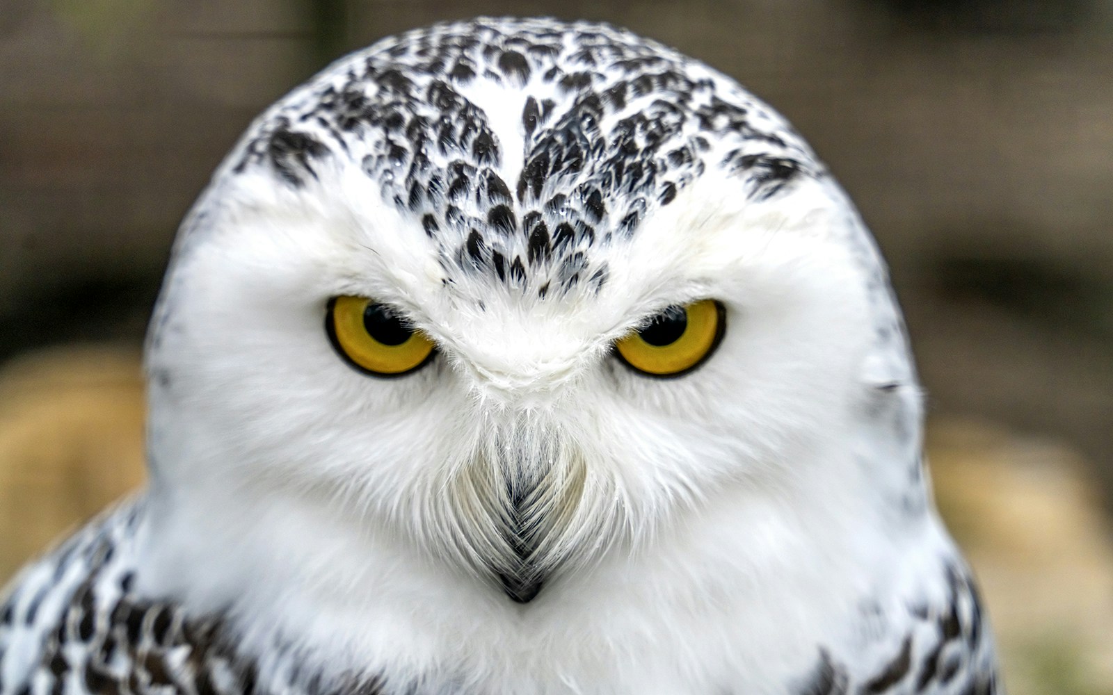 Snowy Owl