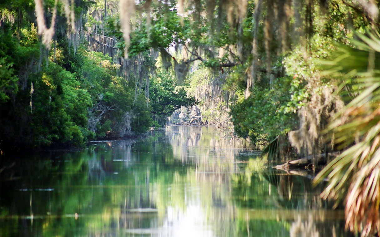 New Orleans swamp with hanging moss and lush greenery during an airboat tour.
