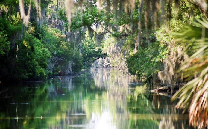New Orleans swamp with hanging moss and lush greenery during an airboat tour.