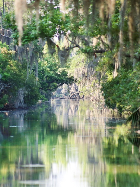 New Orleans swamp with hanging moss and lush greenery during an airboat tour.