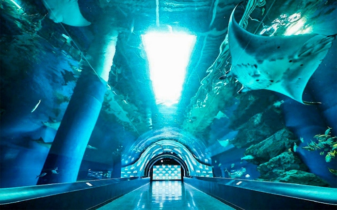 Underwater tunnel with manta rays at Maxell Aqua Park Shinagawa, Tokyo.