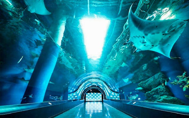 Underwater tunnel with manta rays at Maxell Aqua Park Shinagawa, Tokyo.