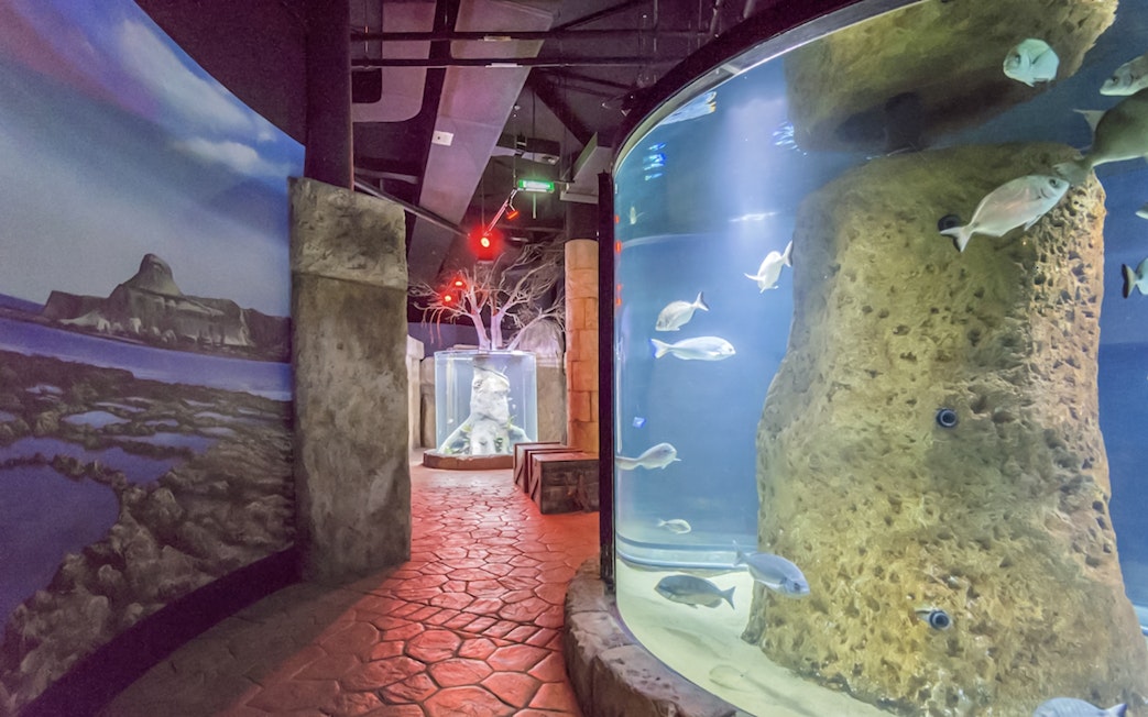 Fishes swimming in a large tank at the Malta National Aquarium.