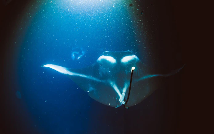 Manta ray swimming under moonlit waters in Keauhou, Kona during a snorkel tour.
