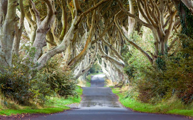 Dark Hedges tree-lined road in Northern Ireland.