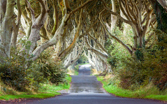 Dark Hedges tree-lined road in Northern Ireland.