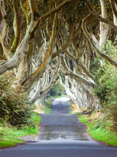 Dark Hedges tree-lined road in Northern Ireland.