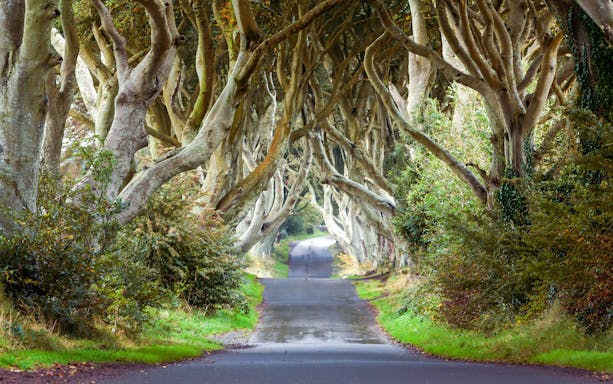 Dark Hedges tree-lined road in Northern Ireland.