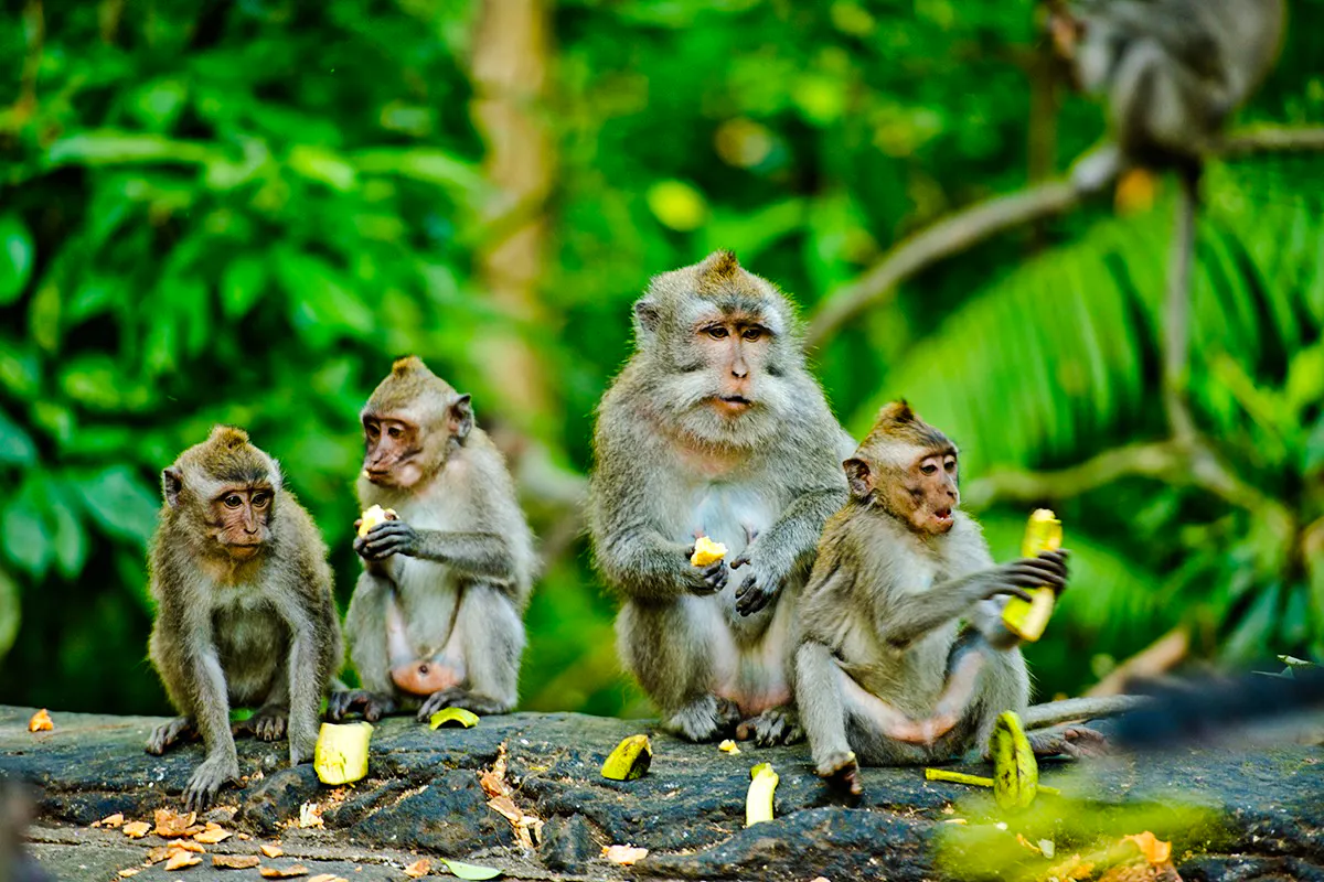 Ubud’s Ultimate: Culture, Crafts & Cascades Tour