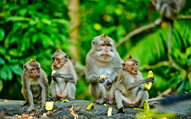 Privat guidet tur i Ubud: Ape-skogen, Tegenungan-fossen, Tegalalang-risterrassene, Goa Gajah